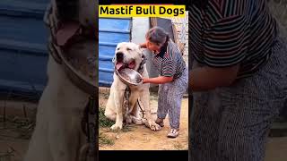 Mastiff Bull Dogs, one of the biggest dogs in the world #bullmastiff #trend