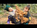 Rare humanoid ginseng cu bon and his mother dug it up