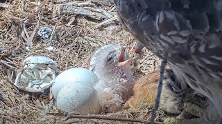 Hatchling Hawk&#39;s First Meal! Big Red Feeds Chipmunk To Chick At Cornell Hawks Nest – April 25, 2024