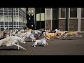 Dogs Speed Comparison | Top 15 Fastest Dog Breeds | The Fastest Dog in the World