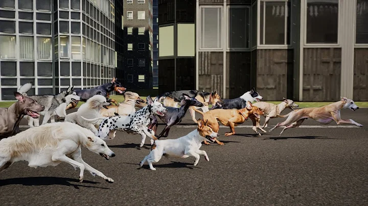 Dogs Speed Comparison | Top 15 Fastest Dog Breeds | The Fastest Dog in the World