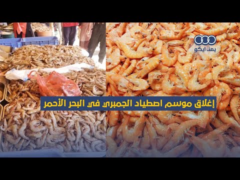اليمن إغلاق موسم اصطياد الجمبري في البحر الأحمر