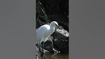 Snowy egret devouring a fish π!!!