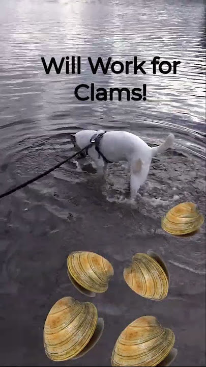 Dog Clammer