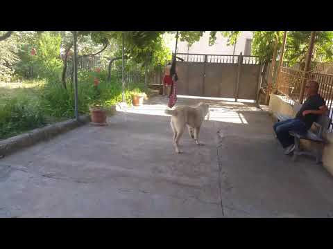 ხოდა ექვსთვე ნახევრის