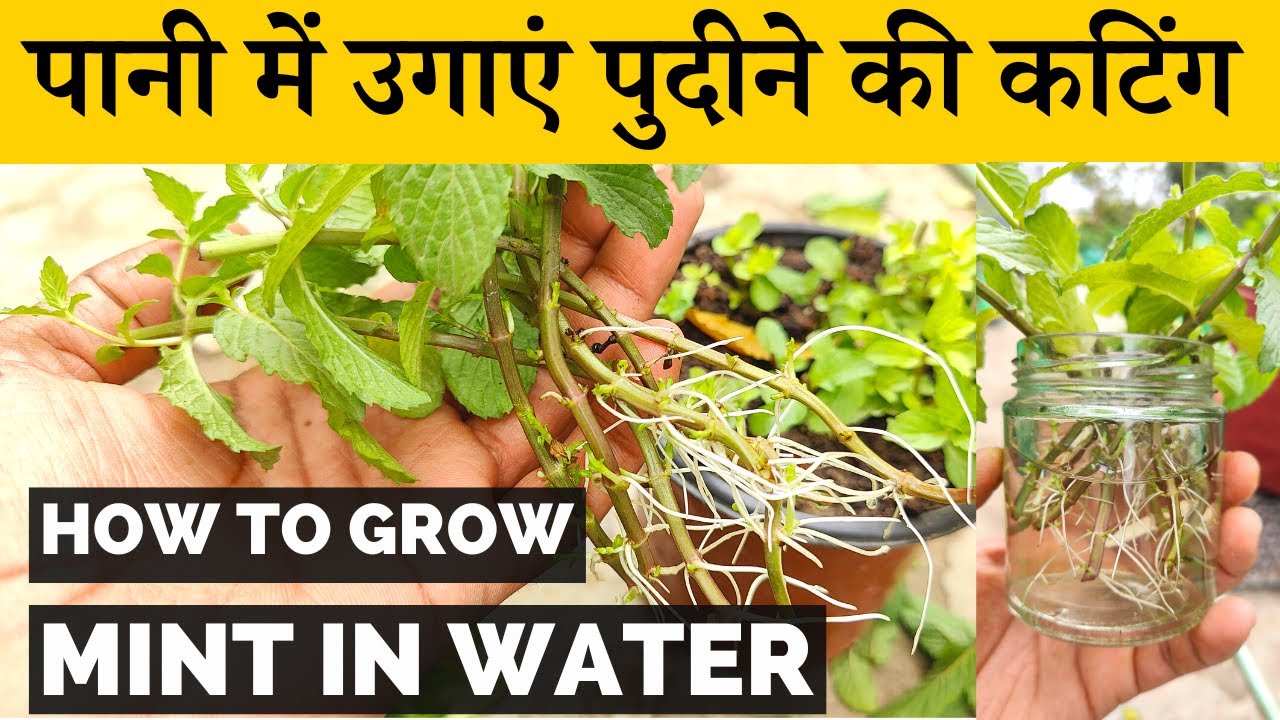            How To Grow Mint Cutting in Water In Hindi