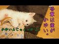 タオルケットを噛む子猫　～豆大福8話目～