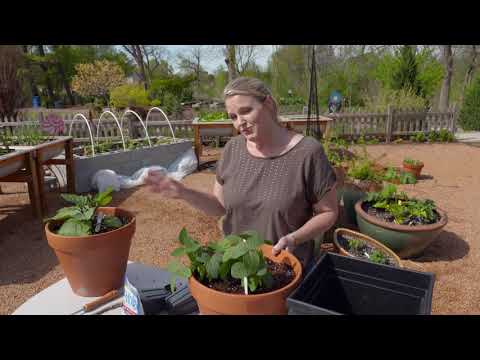 Video: Waterretentiekristallen - Informatie over vochtparels voor bodem