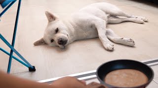 Korean Jindo Dog's Patience