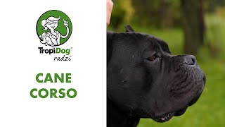 Cane Corso - potomek psów bojowych