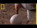 Jackal vs. Ostrich Eggs vs. Vulture | National Geographic