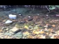 はやすぃ 冬の渓流探索