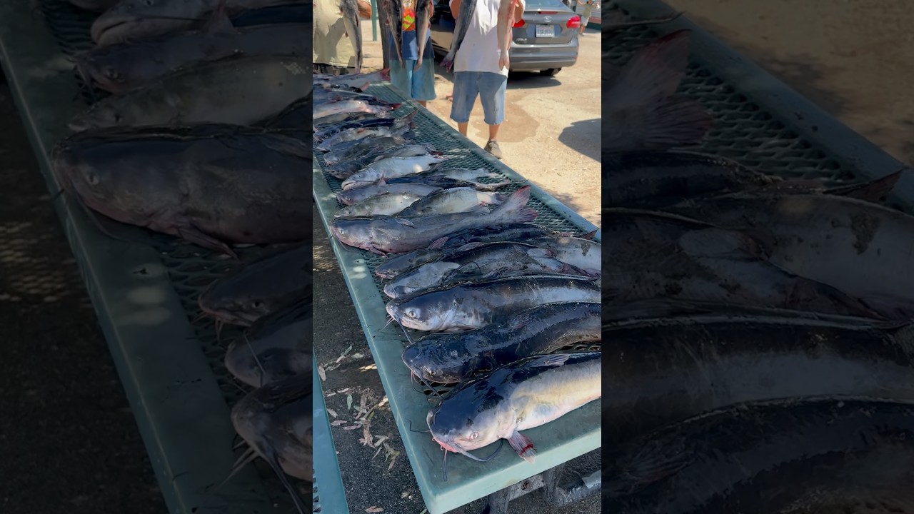 💥 OVERNIGHT LIMITS 💥 fishing at Santa Ana River Lakes