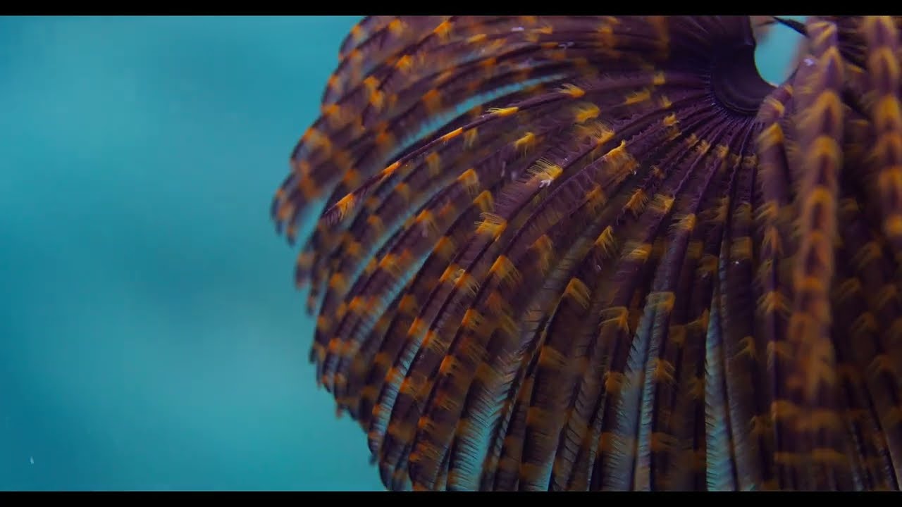 Red 8k S35 Rhino V Raptor Underwater Reel