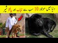 10 Most Unique Lions in the World | Pet Lion (Urdu/Hindi)
