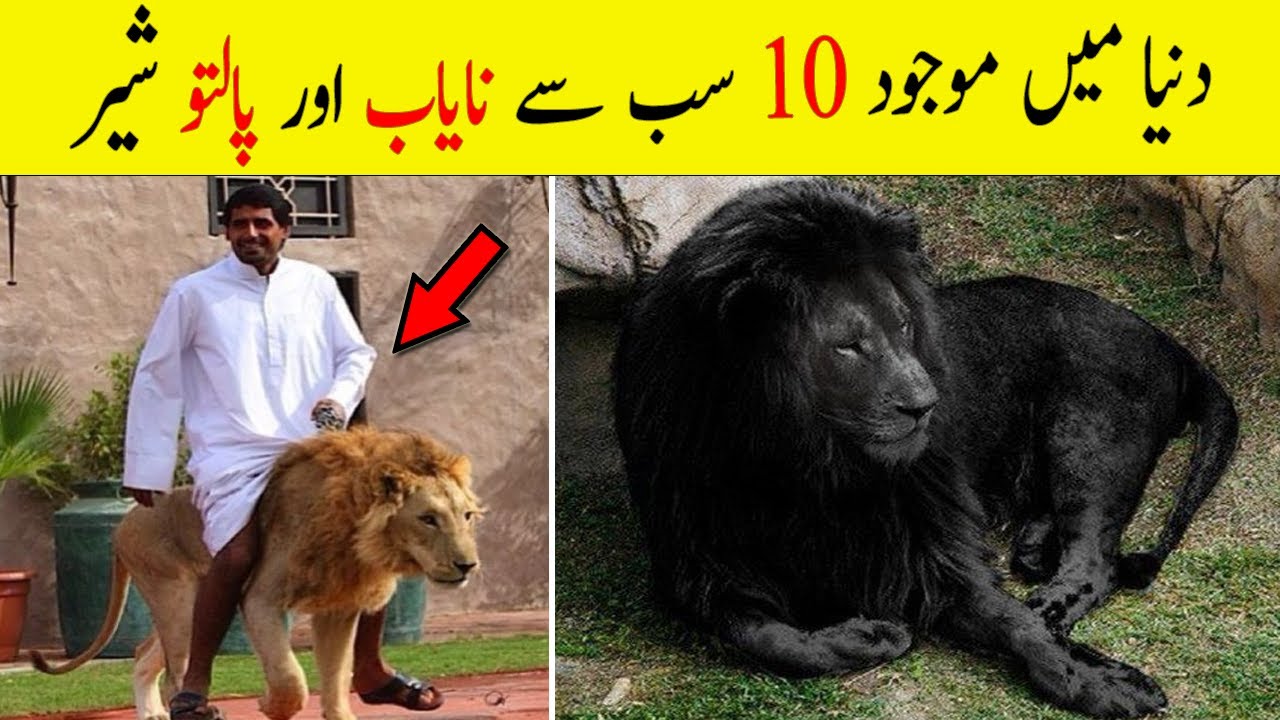 10 Most Unique Lions in the World | Pet Lion (Urdu/Hindi ...