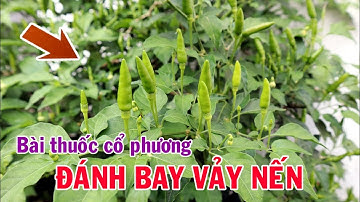 Bài thuốc quý hơn Vàng chữa bệnh Vảy nến rất công hiệu | THAODUOC.NET