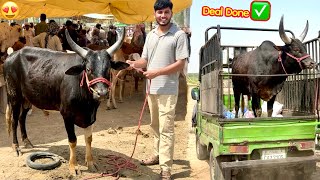 Qurbani Janwar Mandi 2026🐂 😍 Qurbani Ka Janwar Ka Soda Done✅ 