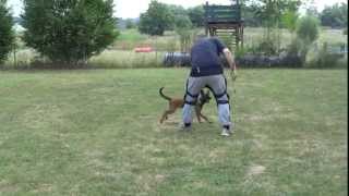 DarkFall Sumo - bitework training (3 months old)