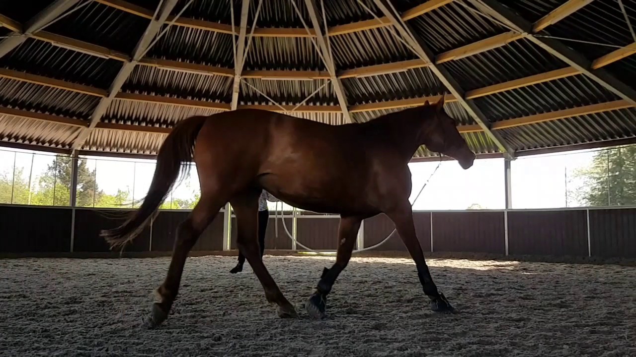 natural-horsemanship-wir-beginnen-das-neue-training-youtube