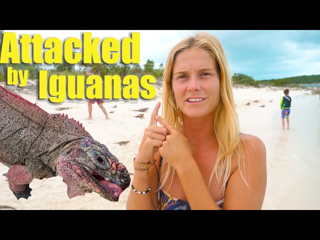 Attacked by Iguanas in the Bahamas!