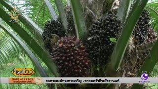 เกษตรสร้างชาติ : นักวิจัย มอ.พัฒนาพันธุ์ปาล์มน้ำมันให้ผลผลิตสูง | สำนักข่าวไทย อสมท