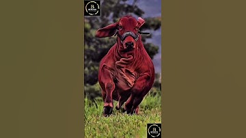 Sapi brahman #cow #agro #sapimakan #sapi #sapipedaging #animals
