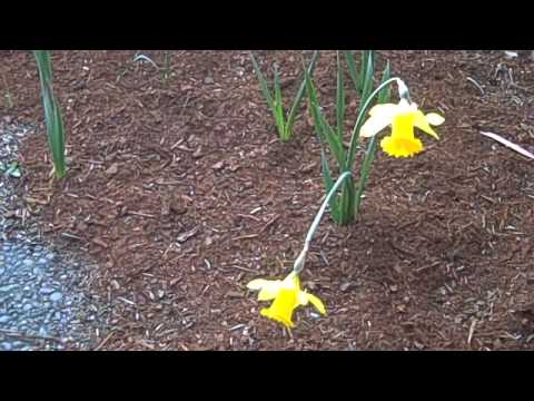 To Daffodils