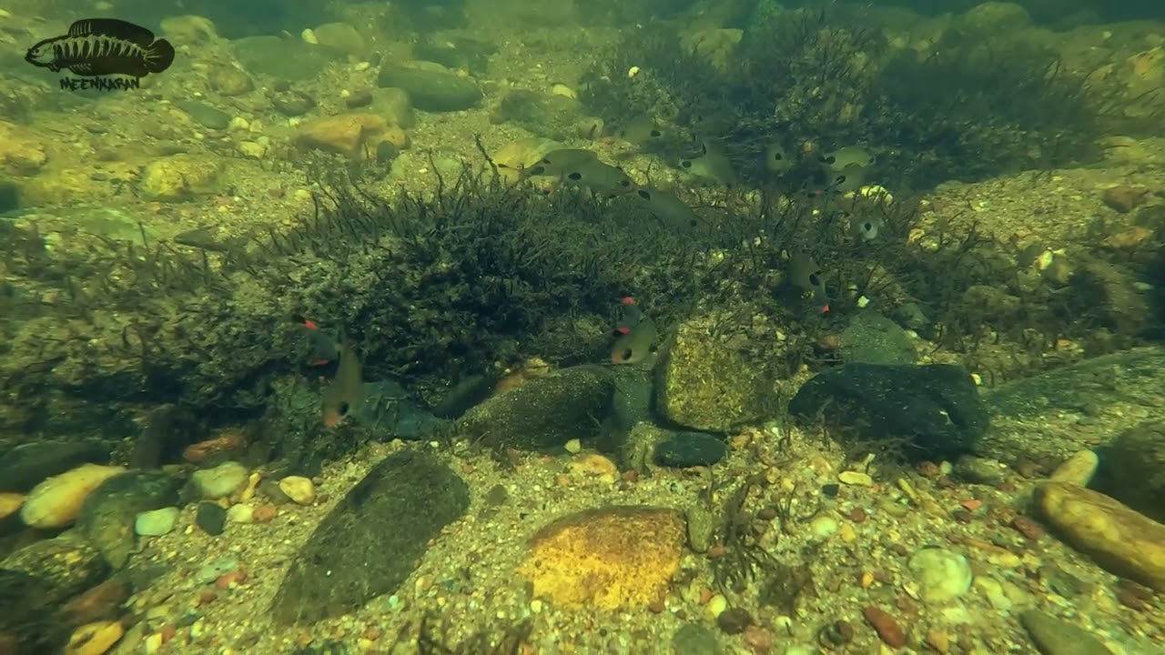 Apsara Barb in the Sita River | 