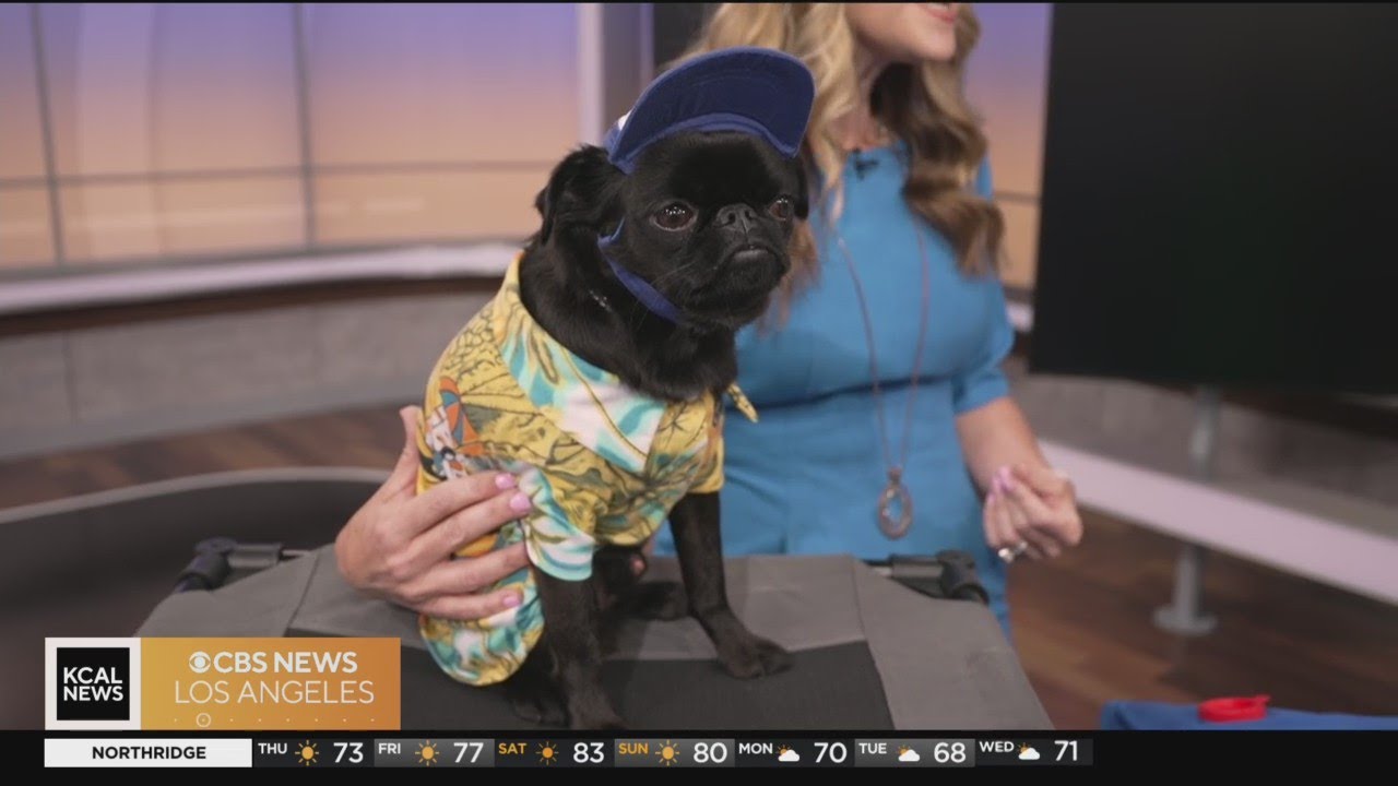 dr-ruth-macpete-talks-about-heat-dangers-for-pets-youtube