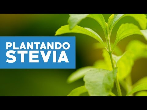 Video: Cosecha de plantas de salsifí: aprenda cómo y cuándo cosechar la raíz de salsifí