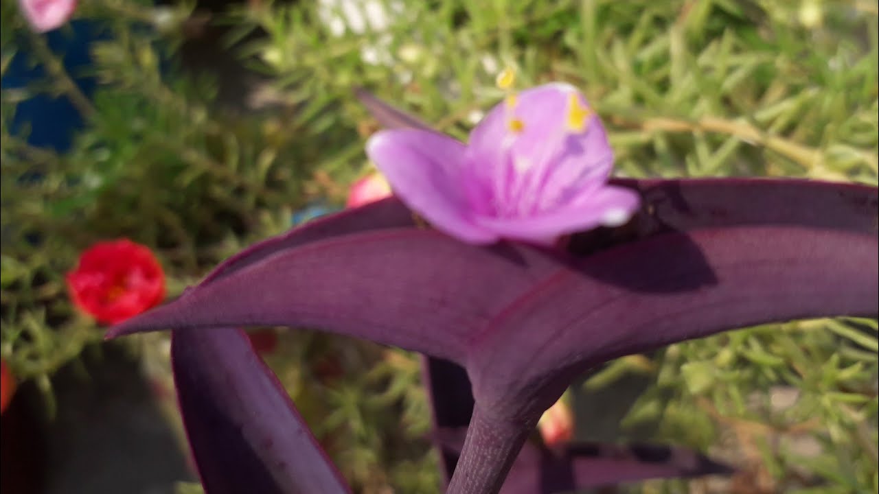 Purple Heart A Plant for Beginners Grow Care Tips Cutting in Water 💜