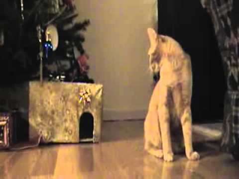 Животные. Кот играется с домашней крысой. Tom&Jerry.
