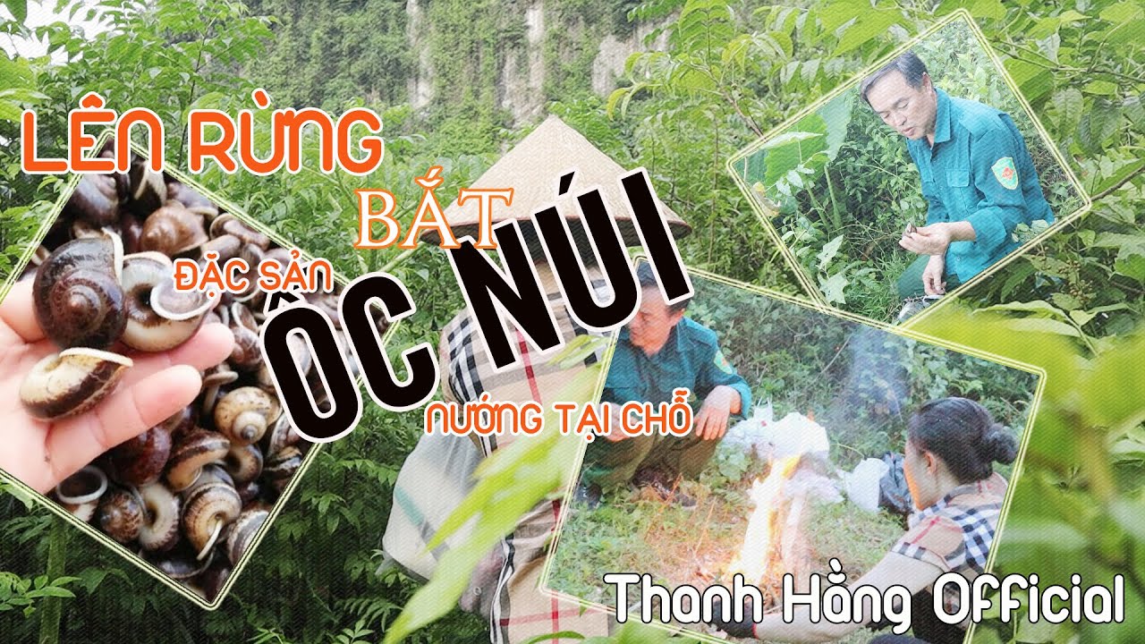 Lên rừng trải nghiệm thưởng thức Đặc Sản Ốc Núi (ốc đá) #ocnui sau mưa ...
