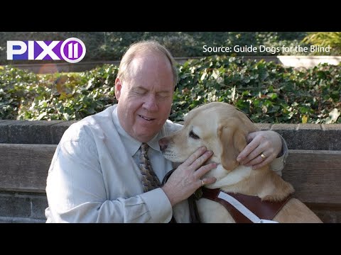 Wideo: Słynny pies ślepy serwis dostaje nowego ślepego ratownika do mentora