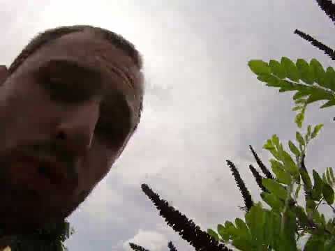 Video: Amorpha-Strauchpflanze und ihre Verwendung in der Medizin