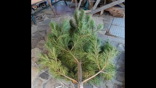 Do not throw away old Christmas tree! - reuse