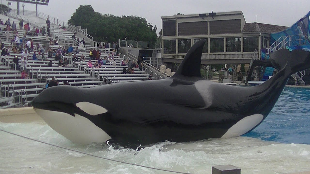 Killer Whales: Up Close - May 14 2016 - SeaWorld San Diego - YouTube
