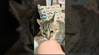 Mislim da ga strašno zabavlja kada me gricne 🤭 nema drugog objašnjenja 👀 #cat #catworld #catshorts