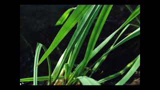 grass Animation Test