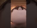 WHAT DID HE EAT?! 🤯 Cat Catches GIANT Fish vs. The Heaviest Cat EVER! #cute #aiart #cat #ai #funny