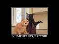 Веселые картинки. Кошки смешные моменты. Прикольные коты смешные.