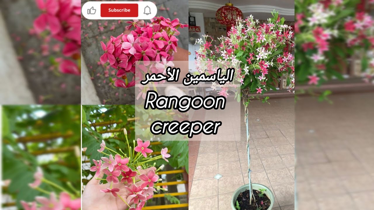 الياسمين الأحمر زهرة واحدة وكل يوم لون rangoon creeper 