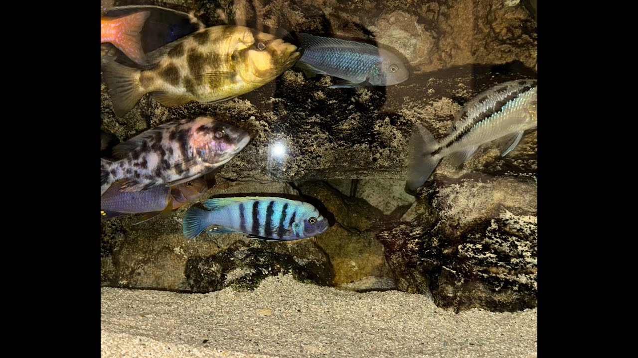 Mbuna Rockscape Mbuna Tank Rocks Setup | Mbuna Love Rocks - YouTube