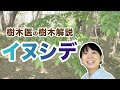 【樹木の紹介シリーズ】第1回イヌシデ（コロナ応援企画）