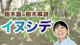 【樹木の紹介シリーズ】第1回イヌシデ（コロナ応援企画）