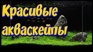 Самые красивые аквариумы мира! Акваскейп! Самые красивые акваскейпы мира! Самые красивые аквариумы мира! Акваскейп! Самые красивые акваскейпы мира!