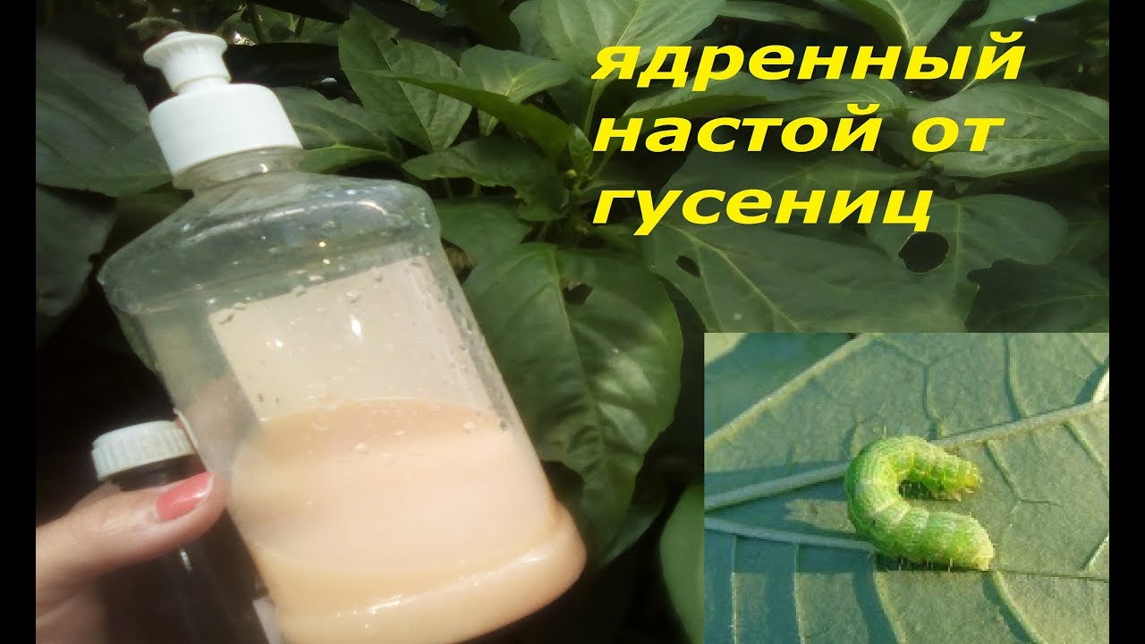 ЧЕМ ОПРЫСКАТЬ ОТ ГУСЕНИЦ БЕЗ ХИМИИ!! ЯДРЕННАЯ СМЕСЬ