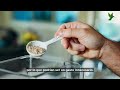 ¿Realmente funcionan los suplementos de colágeno Expertos ponen en duda sus beneficios