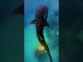 “Why the Whale Shark Looks Like It’s Drinking the Ocean But Is Just Eating Tiny Food”